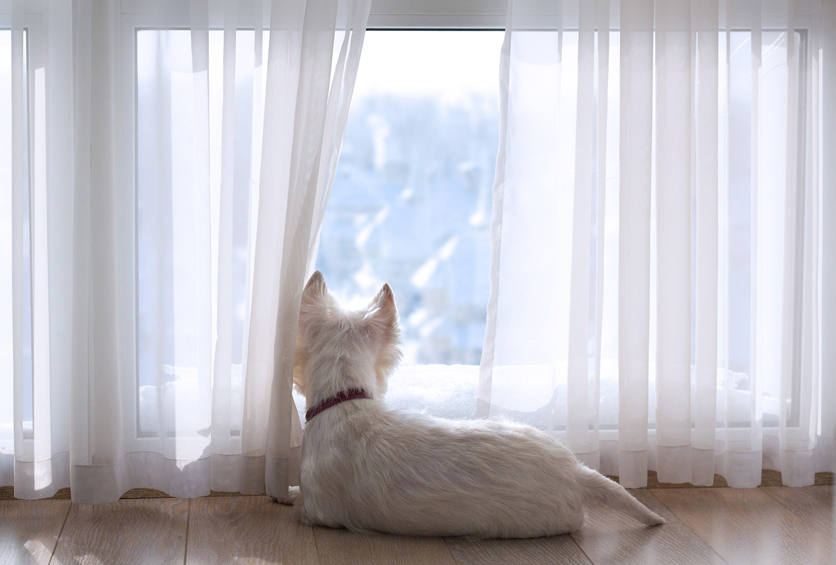 A cute white Terrier dog looking out a clean, spotless window.